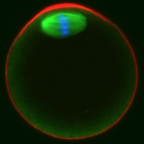 Meiosis II  in egg